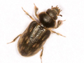 Heterocerus fenestratus